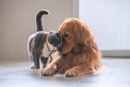 AdobeStock_211878265 cat and dog scaled