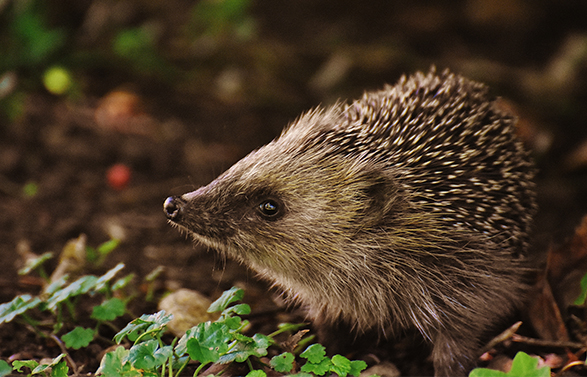 eco_0003_Hedgehog