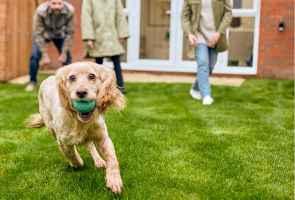 Dog wunning with a ball in its mouth